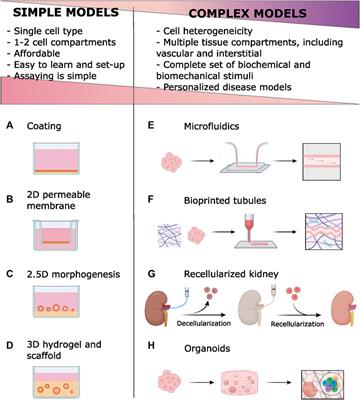 Role of extracellular matrix components and structure in new renal models in vitro